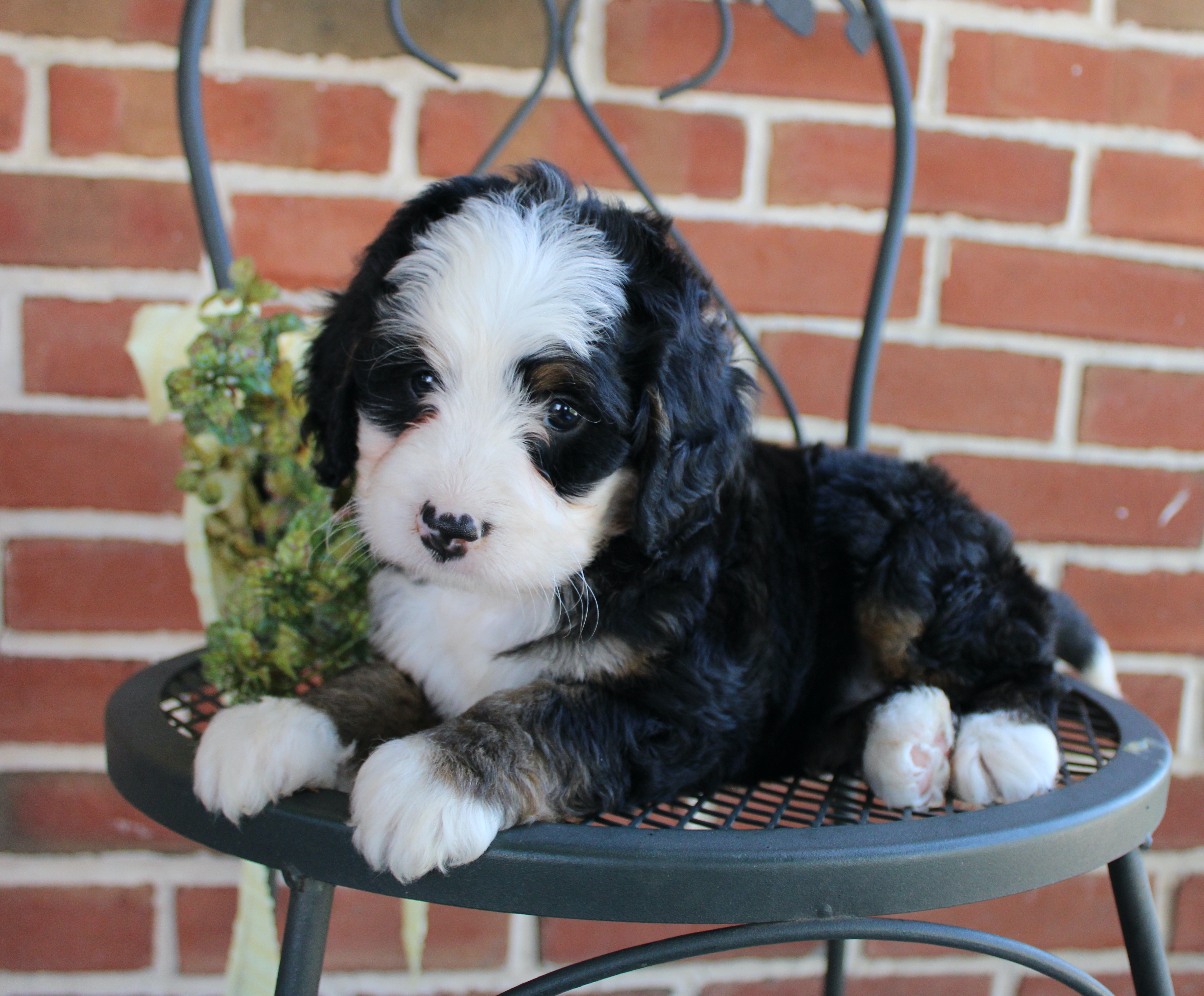 puppy, for, sale, Mini Bernedoodle, Emanuel  Glick, dog, breeder, Bird-In-Hand, PA, dog-breeder, puppy-for-sale, forsale, nearby, find, puppyfind, locator, puppylocator, aca